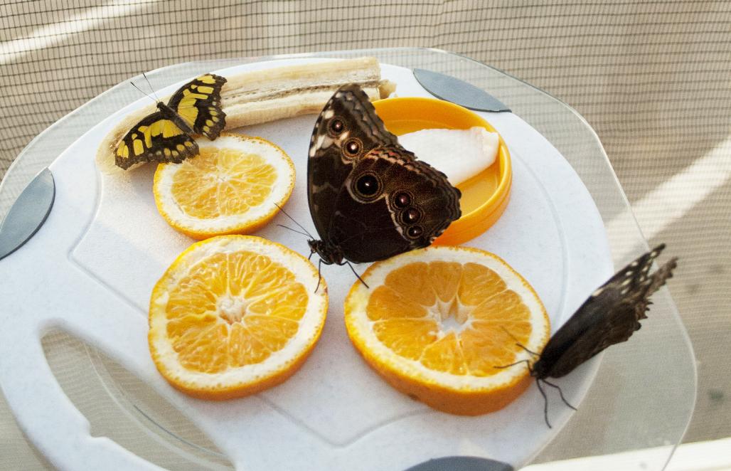 Бабочки на апельсинах